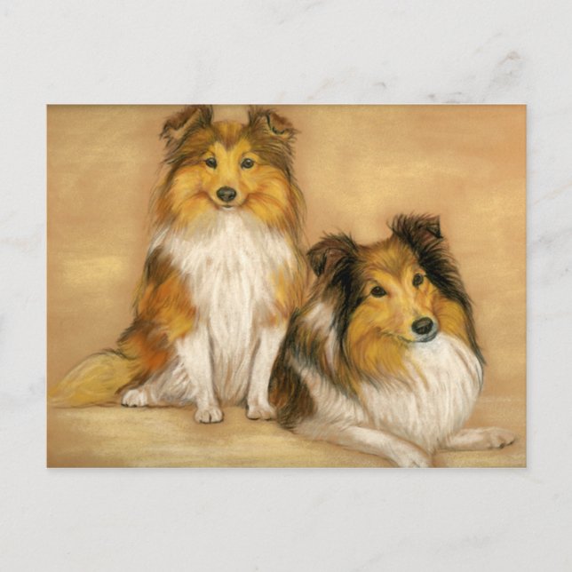 Shetland Sheepdog Hund Art Postcard Vykort (Framsida)