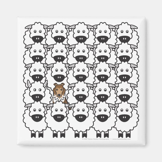 Shetland Sheepdog i får Magnet (Framsidan)