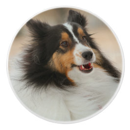 Shetland sheepdog knopp