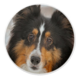 Shetland sheepdog knopp