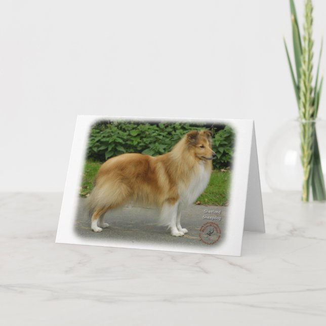 Shetland Sheepdog Kort (Framsida)