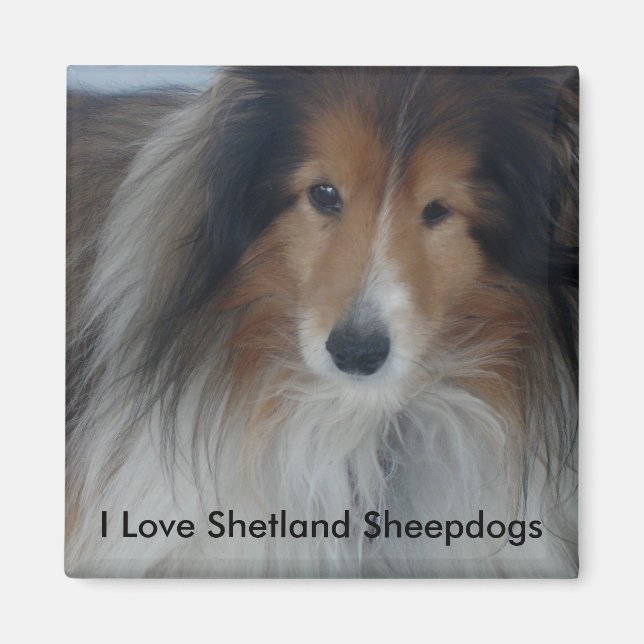 Shetland Sheepdog Magnet (Framsidan)