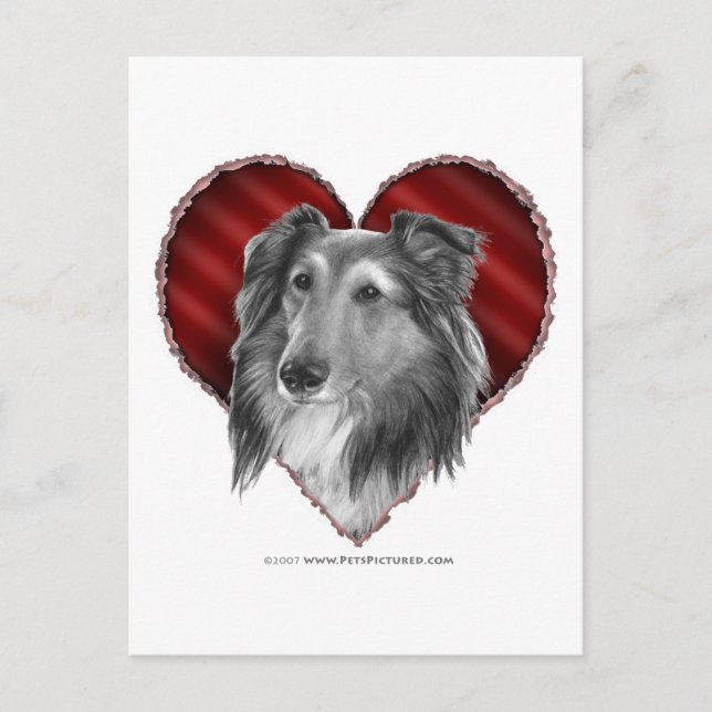 Shetland Sheepdog med hjärta Vykort (Framsida)