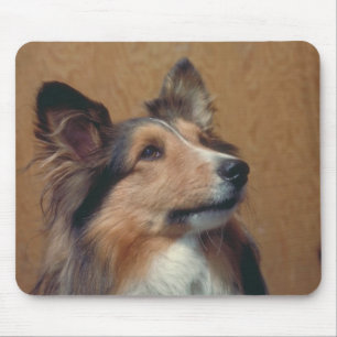 Shetland Sheepdog Musmatta