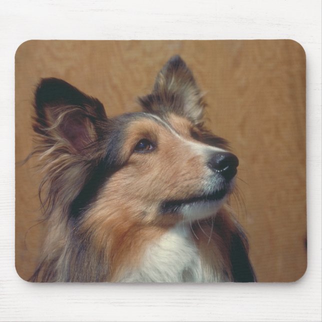 Shetland Sheepdog Musmatta (Framsidan)