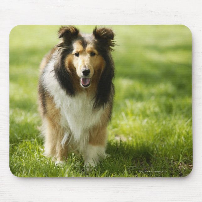 Shetland Sheepdog på gräset Musmatta (Framsidan)