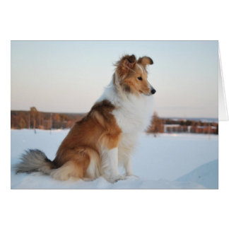 Shetland sheepdog paper product hälsningskort