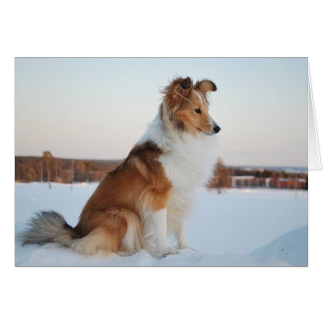 Shetland sheepdog paper product hälsningskort (Framsidan Horizontal)