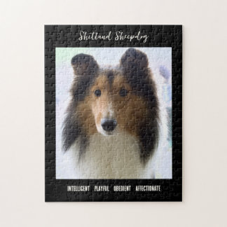 Shetland Sheepdog Photo Hund aveln Pussel