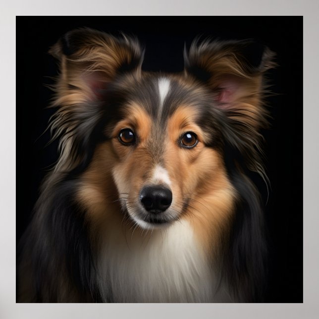 Shetland Sheepdog Poster (Framsidan)