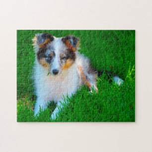 Shetland Sheepdog Pussel. Pussel