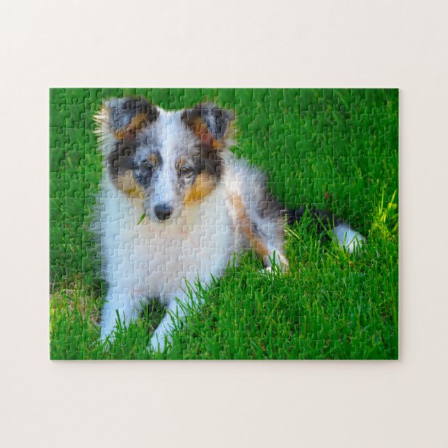 Shetland Sheepdog Pussel. Pussel (Horisontell)