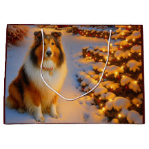 Shetland Sheepdog Semester