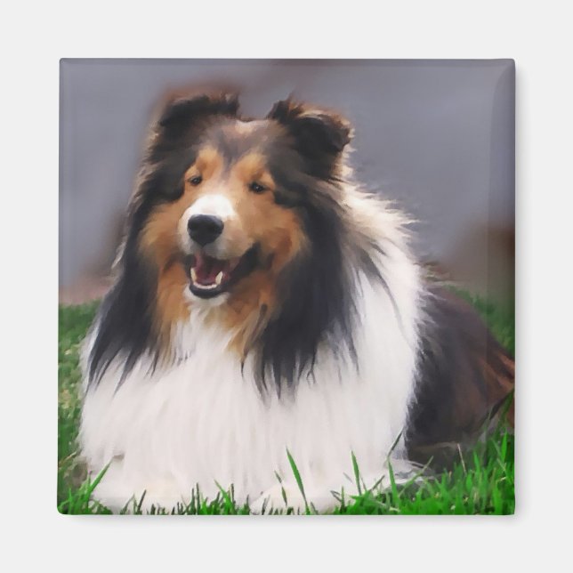 Shetland Sheepdog Sheltie Gifts Magnet (Framsidan)
