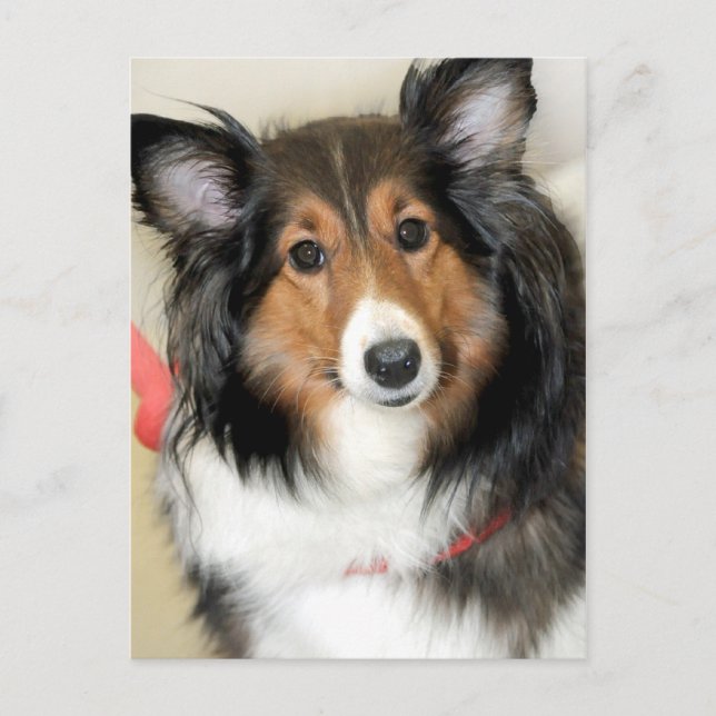 Shetland Sheepdog (Sheltie) Hund aveln Postcards Vykort (Framsida)