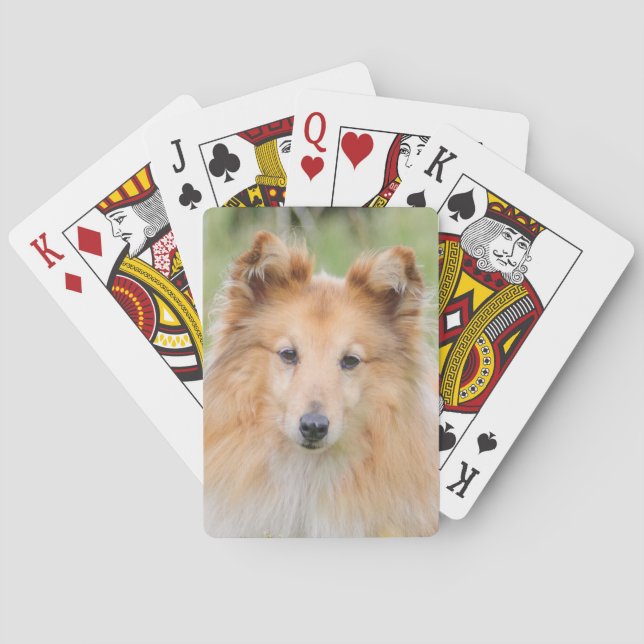 Shetland Sheepdog - Sheltie Hund Casinokort (Baksidan)