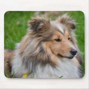 Shetland Sheepdog - Sheltie Hund Musmatta