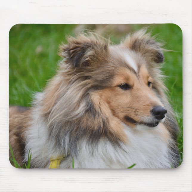 Shetland Sheepdog - Sheltie Hund Musmatta (Framsidan)
