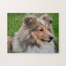 Shetland Sheepdog - Sheltie Hund Pussel