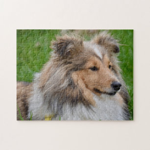 Shetland Sheepdog - Sheltie Hund Pussel