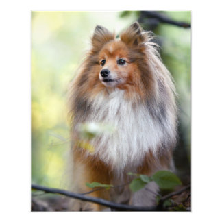 Shetland Sheepdog Sheltie Little hund in forest Ji Fototryck