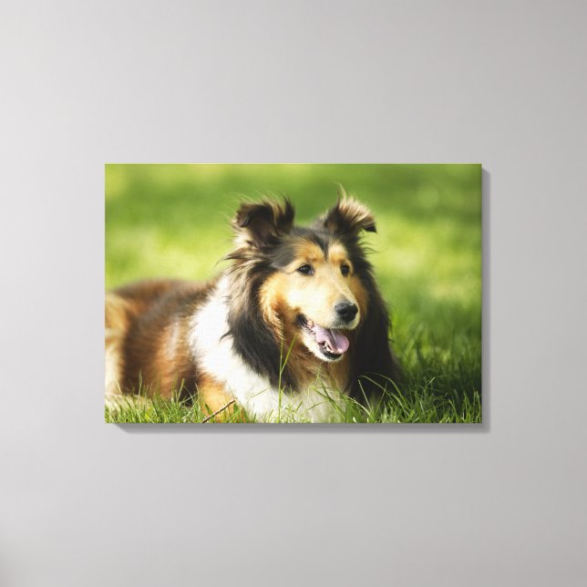 Shetland Sheepdog sitta på gräset Canvastryck (Framsida)