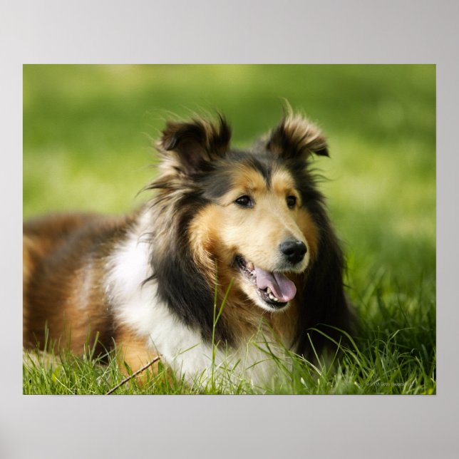 Shetland Sheepdog sitta på gräset Poster (Framsidan)