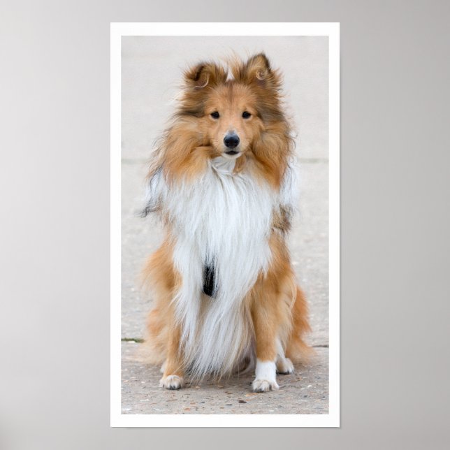 Shetland Sheepdog Sitta Poster (Framsidan)