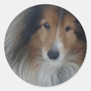 Shetland Sheepdog Stickers Runt Klistermärke