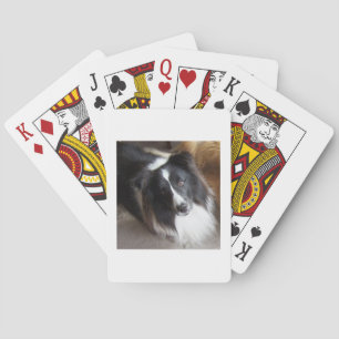 Shetland Sheepdog Svart och Vit Casinokort