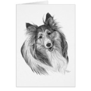 Shetland Sheepdog Teckning by Glenda S. Harlan Hälsningskort