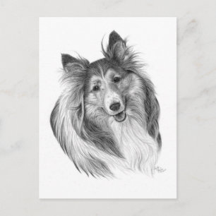 Shetland Sheepdog Teckning efter Glenda S. Harlan Vykort