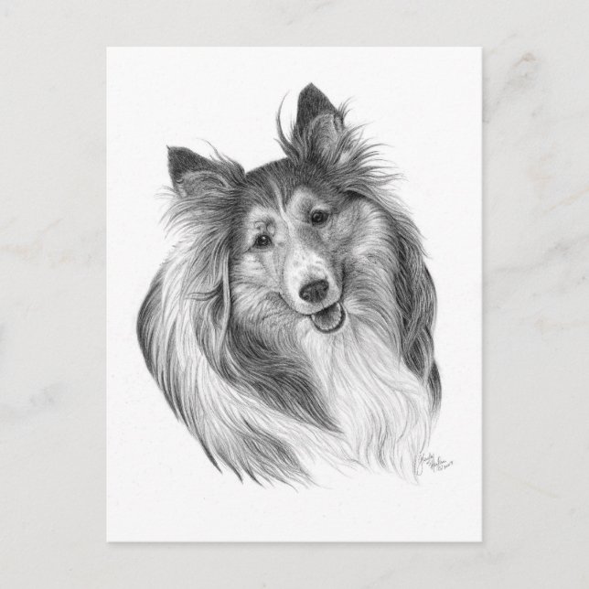 Shetland Sheepdog Teckning efter Glenda S. Harlan Vykort (Framsida)