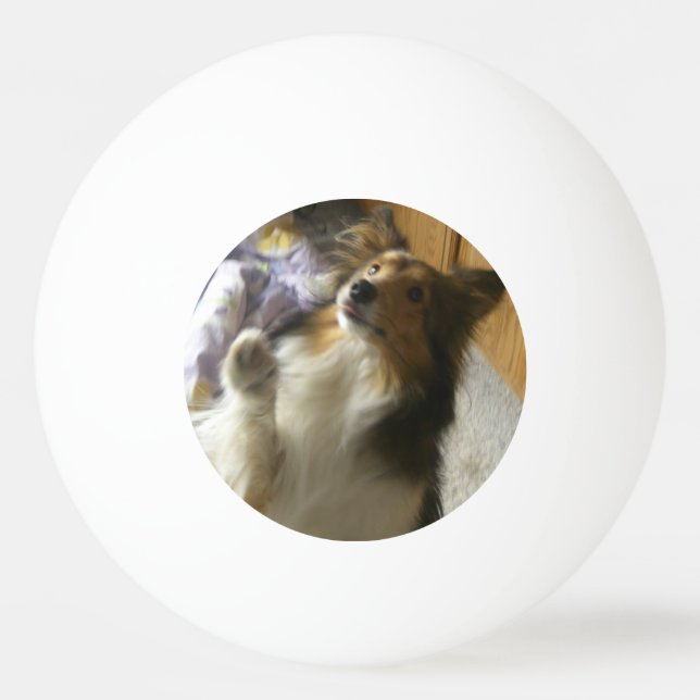 Shetland Sheepdog tigger Pingisboll (Framsidan)