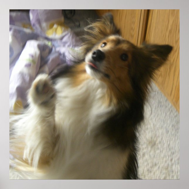 Shetland Sheepdog tigger Poster (Framsidan)