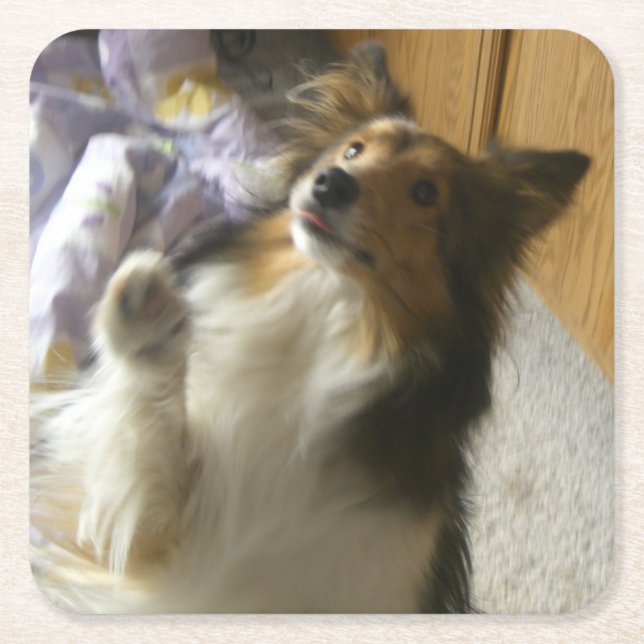 Shetland Sheepdog tigger Underlägg Papper Kvadrat (Framsidan)