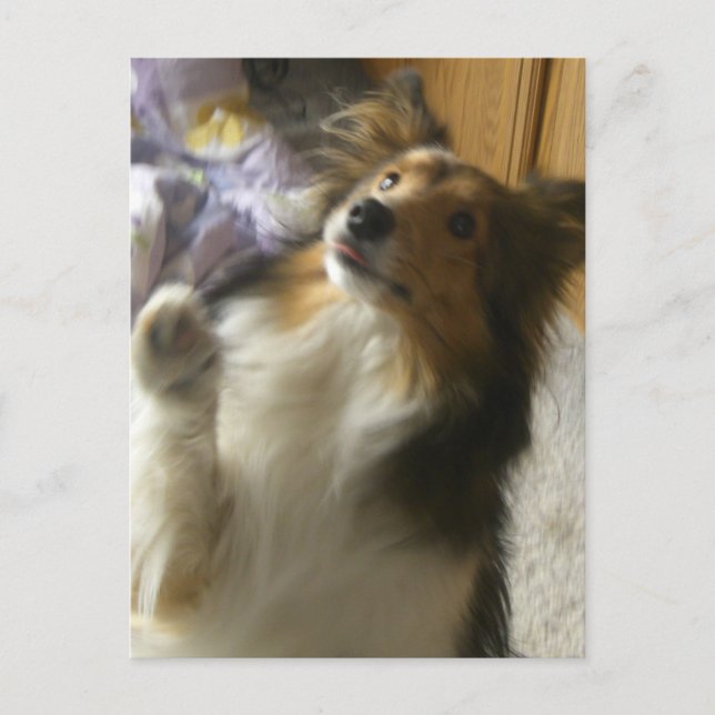 Shetland Sheepdog tigger Vykort (Framsida)