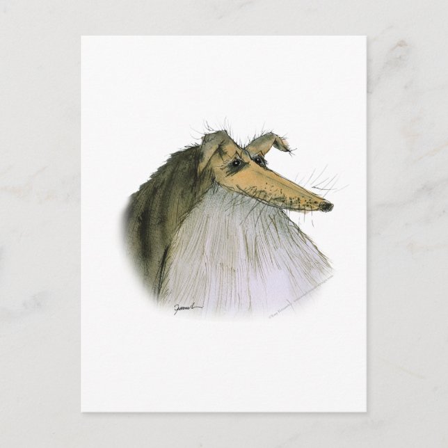 Shetland Sheepdog, tony fernandes Vykort (Framsida)