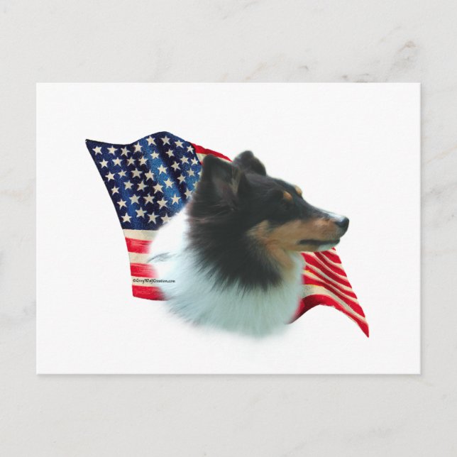 Shetland Sheepdog (tri) Flagga Vykort (Framsida)