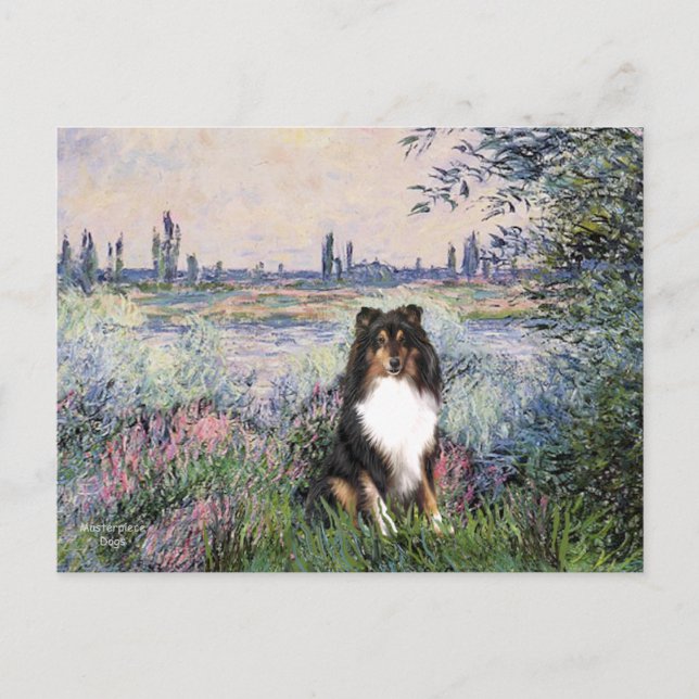 Shetland Sheepdog (Tri) - Vid Seine Vykort (Framsida)