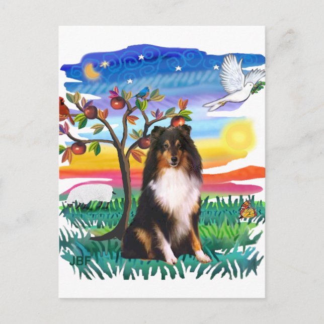 Shetland Sheepdog (tricolor) Vykort (Framsida)