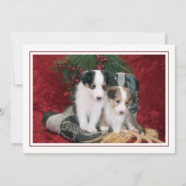Shetland Sheepdog-valpar (Jul) Julkort (Framsida)