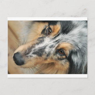 Shetland Sheepdog Vykort