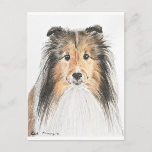 Shetland Sheepdog Vykort