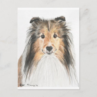 Shetland Sheepdog Vykort