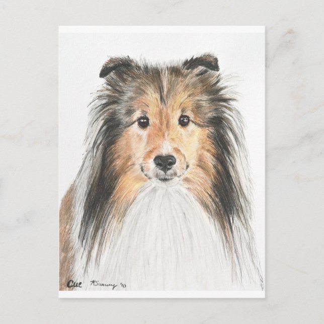 Shetland Sheepdog Vykort (Framsida)
