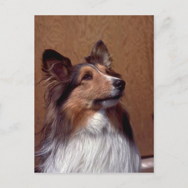 Shetland Sheepdog Vykort (Framsida)