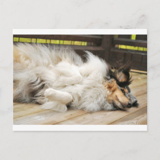 Shetland Sheepdog Vykort