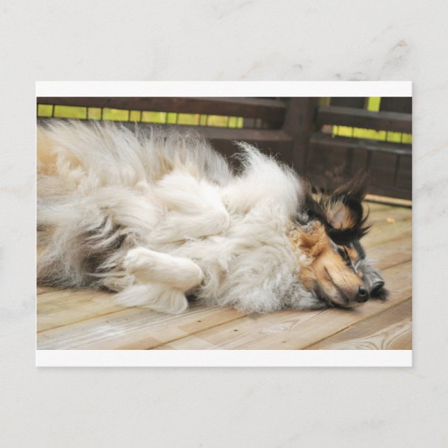 Shetland Sheepdog Vykort (Framsida)