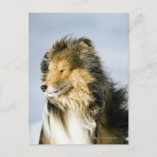 Shetland Sheepdog Vykort